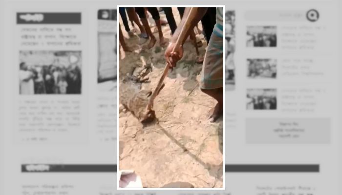 সিলেটে সংকটাপন্ন মেছোবিড়ালকে পিটিয়ে হত্যা