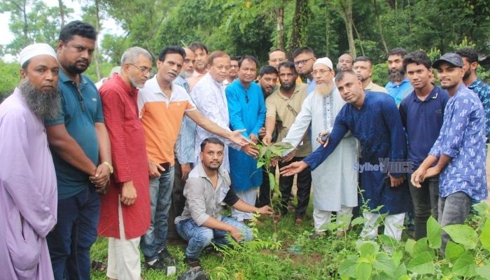সিলেট মহানগর কৃষকদলের বৃক্ষরোপণ কর্মসূচি