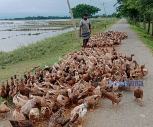 জনপ্রিয় হচ্ছে হাঁস পালন, স্বাবলম্বী হচ্ছেন তরুণরা